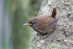 Pacific Wren